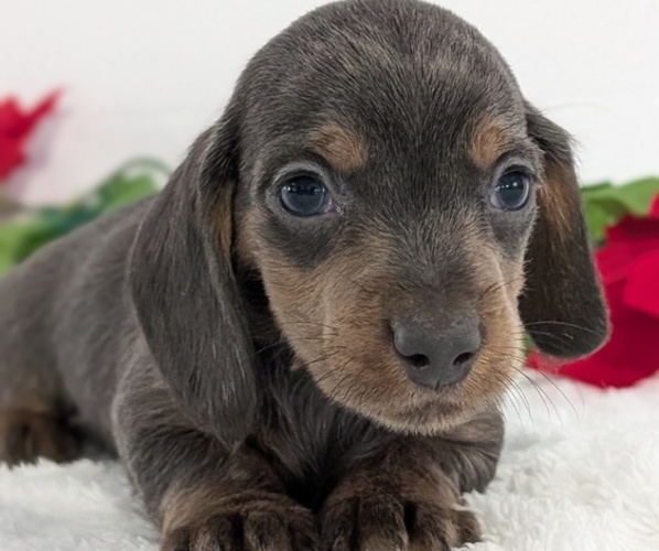 Medium Photo #9 Dachshund Puppy For Sale in GOSHEN, IN, USA