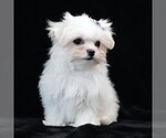 Small #9 Maltese