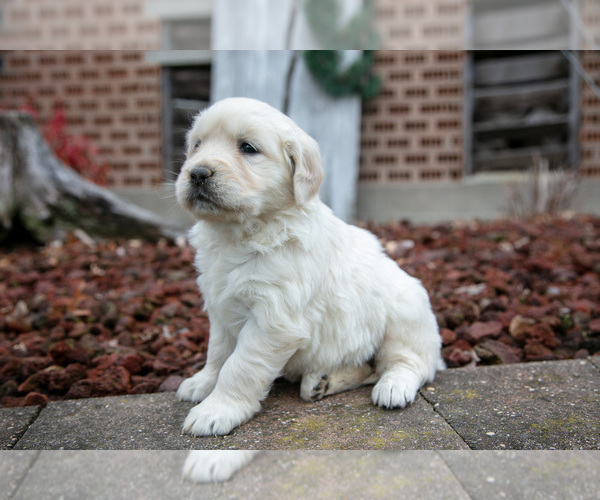 Medium Photo #3 English Cream Golden Retriever Puppy For Sale in ORRVILLE, OH, USA
