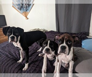 Boxer Puppy for sale in MEDFORD, OR, USA
