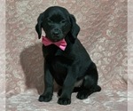 Small Photo #4 Golden Retriever-Rottweiler Mix Puppy For Sale in LANCASTER, PA, USA