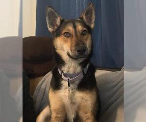 German Shepherd Dog Dogs for adoption in Bakersfield, CA, USA