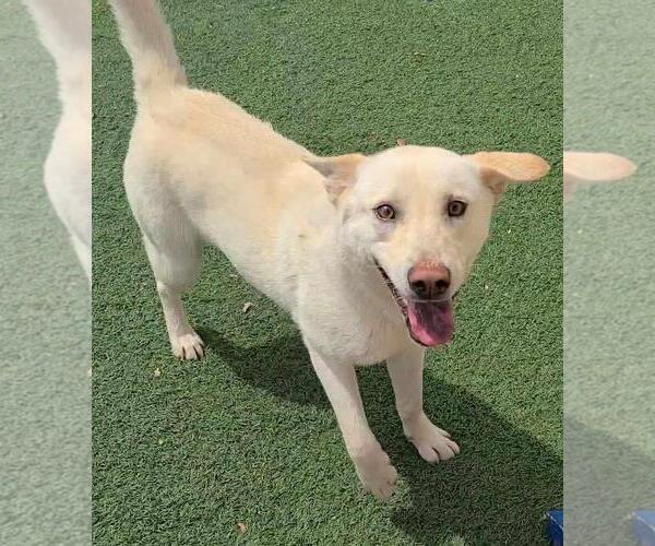 Medium Photo #8 Labrador Retriever-Unknown Mix Puppy For Sale in Rockwall, TX, USA