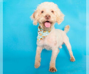 Poodle (Miniature)-Unknown Mix Dogs for adoption in phoenix, AZ, USA