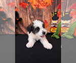 Small Photo #4 ShihPoo Puppy For Sale in MORENO VALLEY, CA, USA