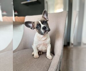 French Bulldog Puppy for sale in BRADLEY INTERNATIONAL, CA, USA