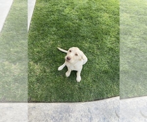 Labrador Retriever Puppy for Sale in CLOVIS, California USA