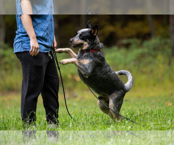 Medium Photo #5 Mutt Puppy For Sale in Garden City, NY, USA