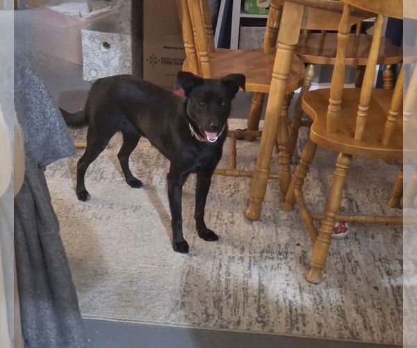 Medium Photo #2 Mutt Puppy For Sale in Coldwater, MI, USA