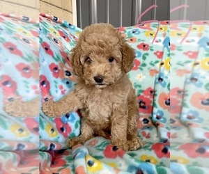 Aussiedoodle Miniature  Puppy for sale in ROANOKE, IL, USA