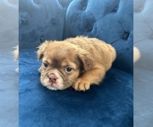 English Bulldog Puppy for sale in TAMPA, FL, USA