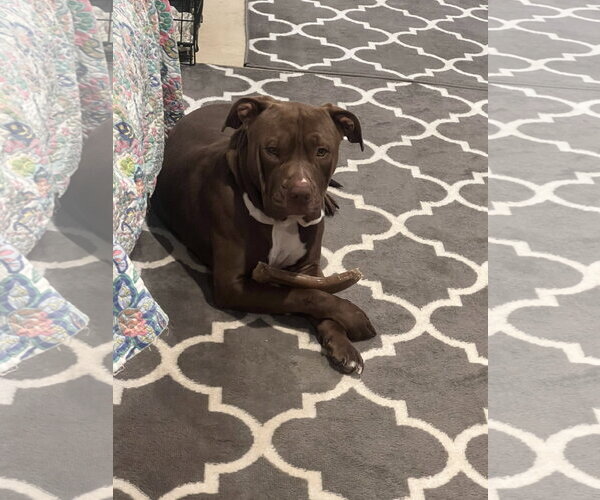 Medium Photo #13 Mutt Puppy For Sale in Shreveport, LA, USA