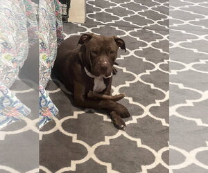 Hugo - Male Mutt Dog for Adoption - Photo #13