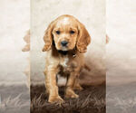 Small #2 Cockapoo