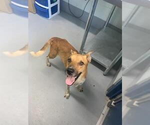 Mutt Dogs for adoption in Corpus Christi, TX, USA