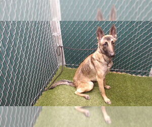 Mutt Dog for Adoption in Downey, California USA