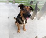 Small German Shepherd Dog Mix