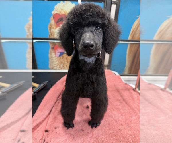 Medium Photo #1 Poodle (Standard) Puppy For Sale in OKEECHOBEE, FL, USA