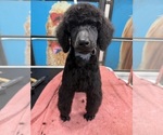 Puppy 6 Poodle (Standard)