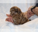 Small #2 ShihPoo