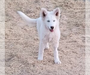German Shepherd Dog-Siberian Husky Mix Dogs for adoption in Peralta, NM, USA