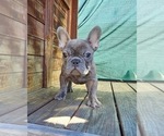 Small French Bulldog