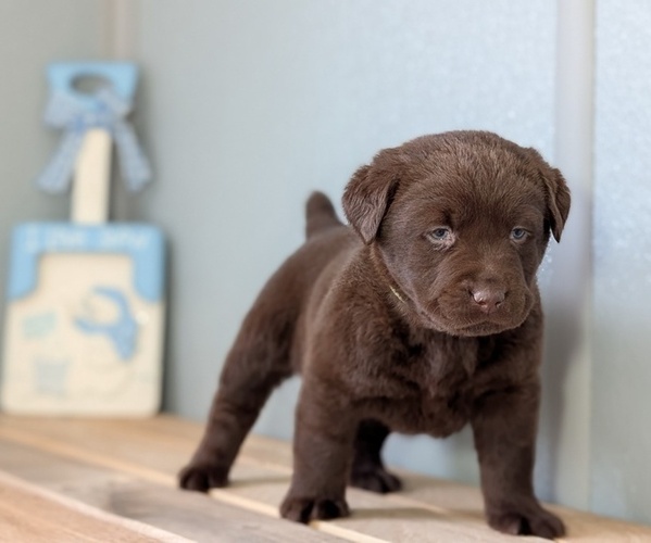 Medium Photo #2 Labrador Retriever Puppy For Sale in GOSHEN, IN, USA