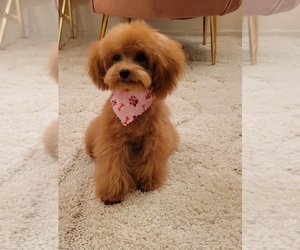 Poodle (Toy) Puppy for sale in UPLAND, CA, USA