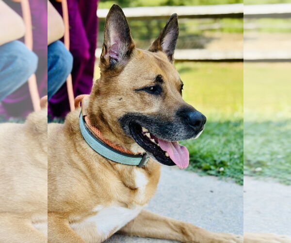 Medium Photo #3 Mutt Puppy For Sale in Manahawkin, NJ, USA
