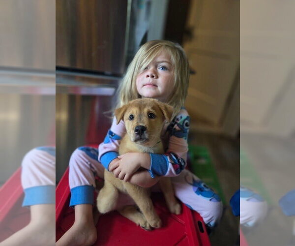 Medium Photo #5 Mutt Puppy For Sale in New London, WI, USA