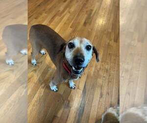 COPPER - Male Mutt Dog for Adoption - Photo #2
