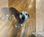 Small Photo #2 Mutt Puppy For Sale in Woodbury, NY, USA