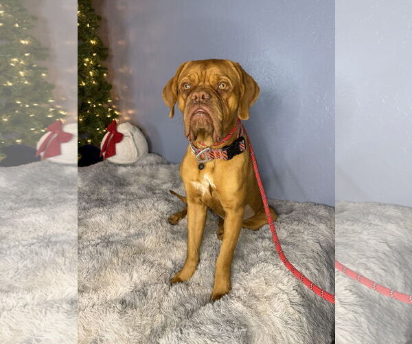 Medium Photo #1 Dogue de Bordeaux Puppy For Sale in Goodyear, AZ, USA