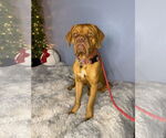Small Dogue de Bordeaux