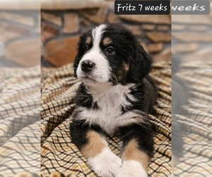 Bernese Mountain Dog Puppy for sale in ALBERTVILLE, AL, USA