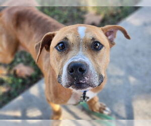 American Pit Bull Terrier Dogs for adoption in Ocala, FL, USA