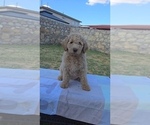 Puppy Magenta Labradoodle