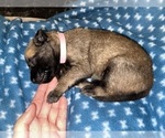 Small Photo #284 Belgian Malinois Puppy For Sale in REESEVILLE, WI, USA