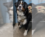 Small #2 Bernese Mountain Dog