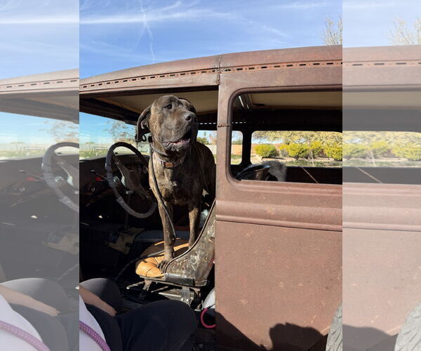 Medium Photo #2 Mastiff Puppy For Sale in Goodyear, AZ, USA