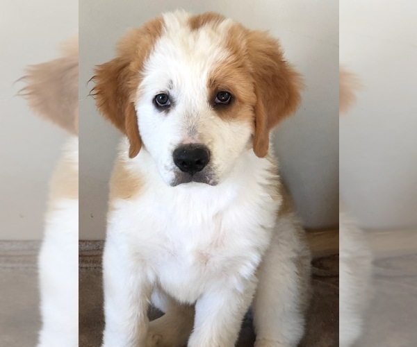 Medium Photo #14 Great Bernese Puppy For Sale in SCOTTSDALE, AZ, USA
