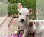 Small #3 American Pit Bull Terrier Mix