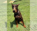 Small #1 Doberman Pinscher