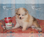 Small Photo #4 Pomeranian Puppy For Sale in SANGER, TX, USA