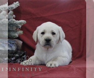 Labrador Retriever Puppy for sale in BLAIN, PA, USA