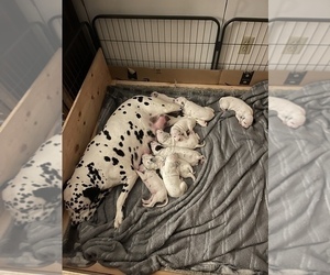 Medium Dalmatian