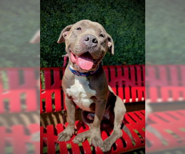 Medium Photo #1 Mutt Puppy For Sale in Pleasanton, TX, USA