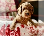 Small #2 Goldendoodle (Miniature)