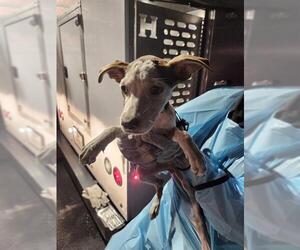 Mutt Dogs for adoption in San Antonio, TX, USA