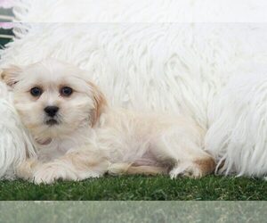 Shih Tzu Puppy for sale in MARIETTA, GA, USA
